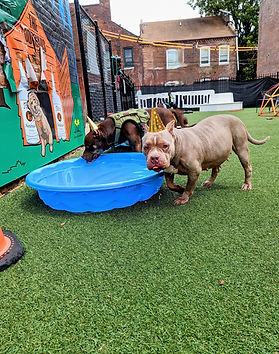 Doggies playing in the water