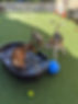 Dogs playing in water