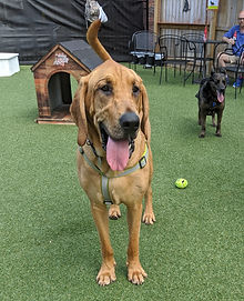 IMG_20200523_165316_edited.jpg